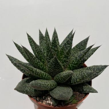 Gasteria D Due